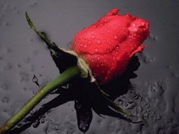 Dans la nuit